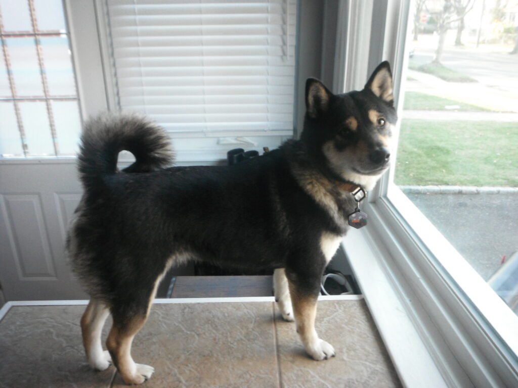 Fujifilm FinePix Z90 Color Photo