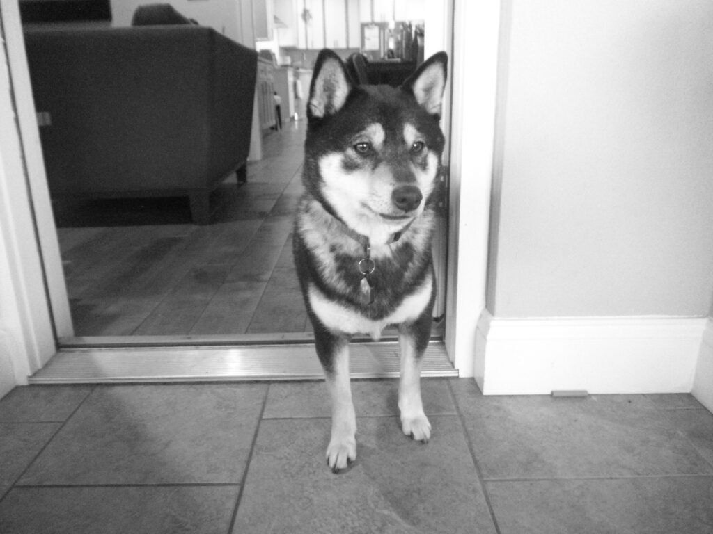 Fujifilm FinePix Z90 Black and White